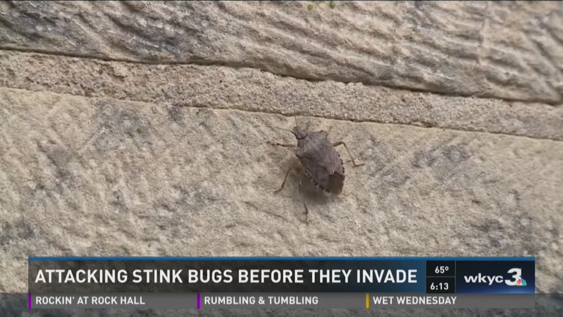 Attacking stink bugs before they invade