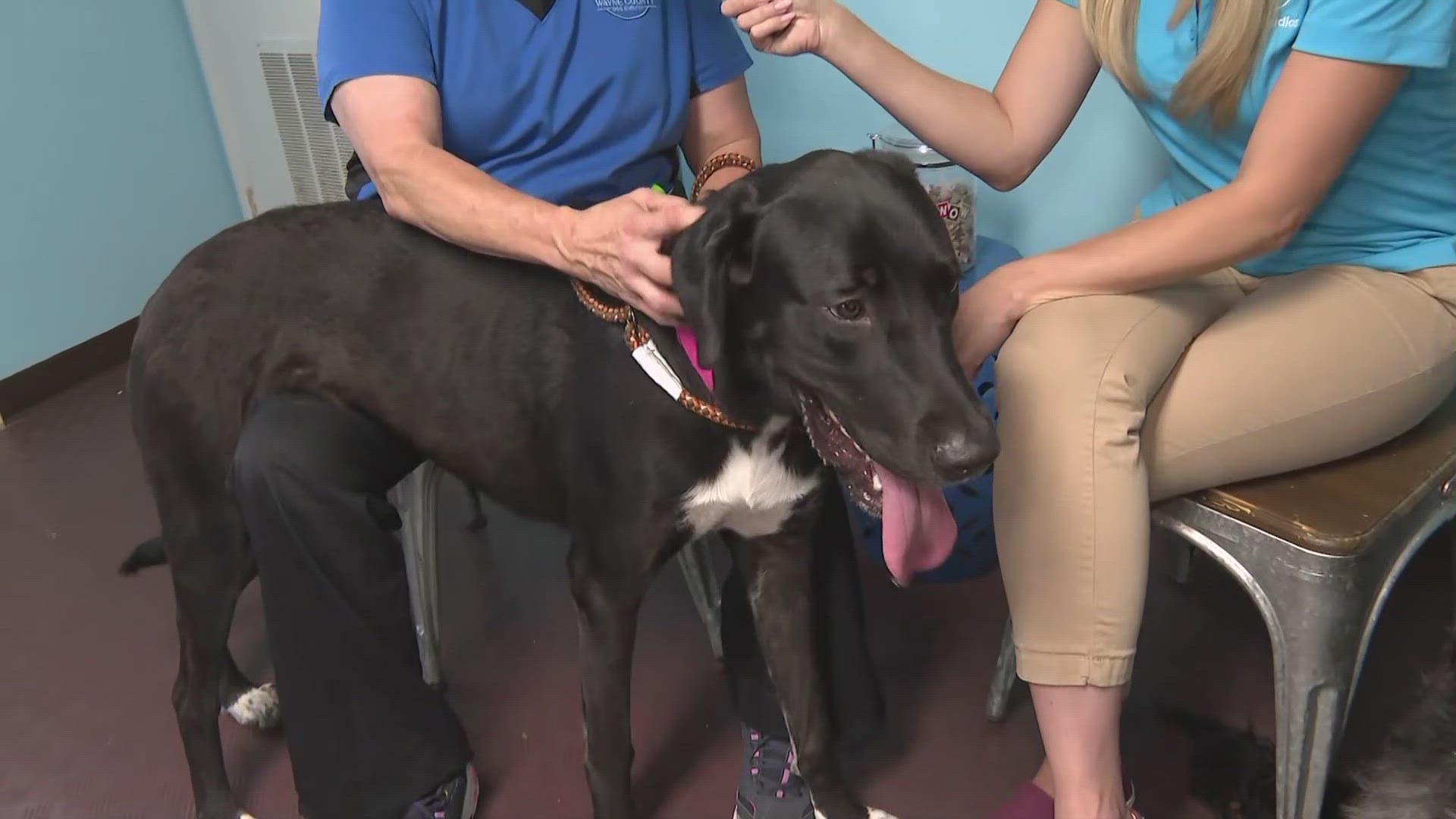 3News' Stephanie Haney heads to Wooster to visit the Wayne County Dog Shelter and meet Echo and Shannon, two dogs looking for their forever homes.