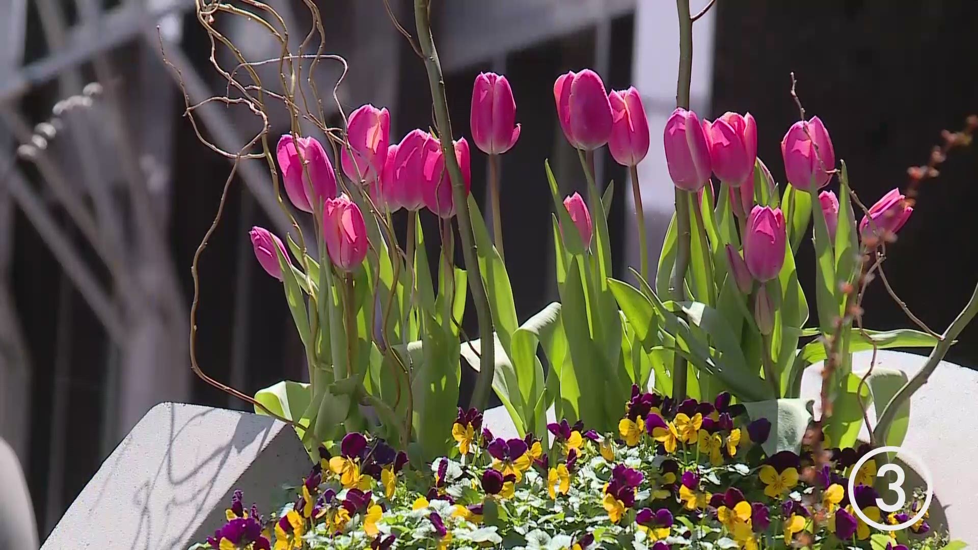 Enjoy a look at some of the beautiful flowers at Playhouse Square in downtown Cleveland. #3weather