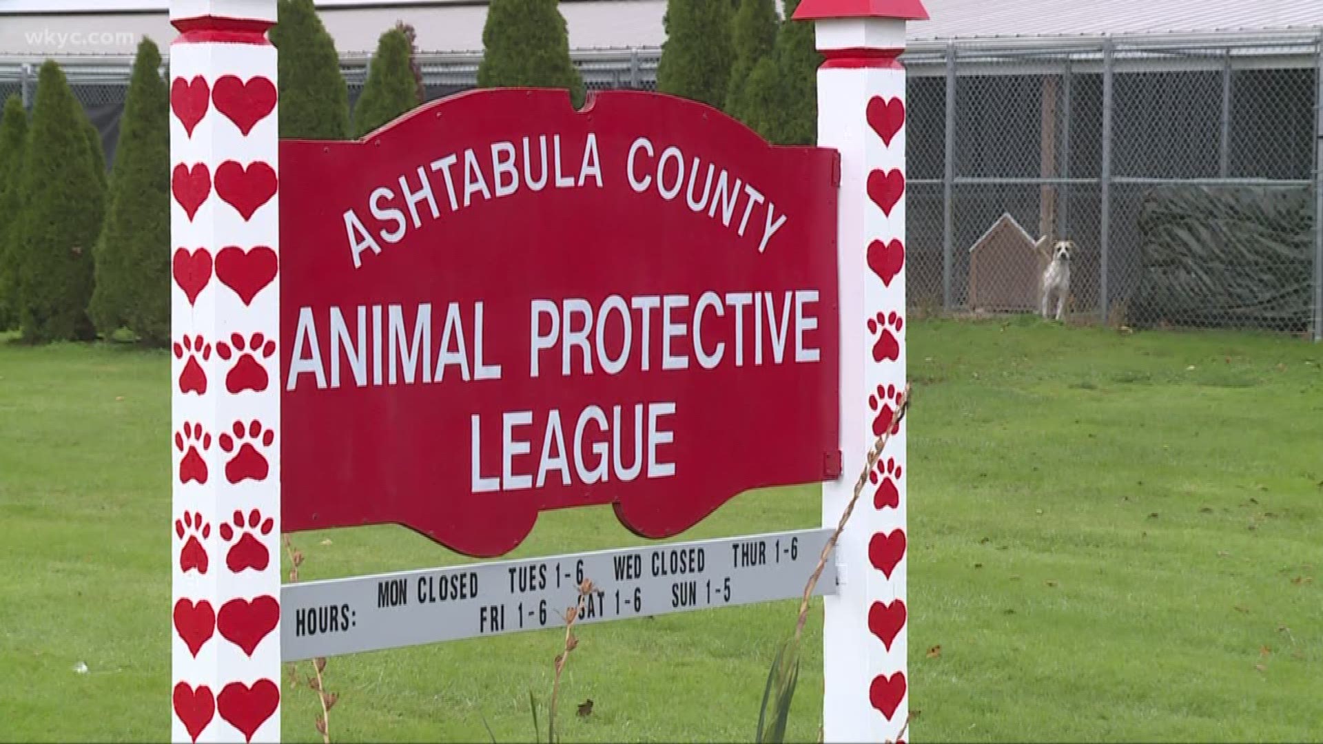 Ashtabula County APL stops adoptions over feline ringworm