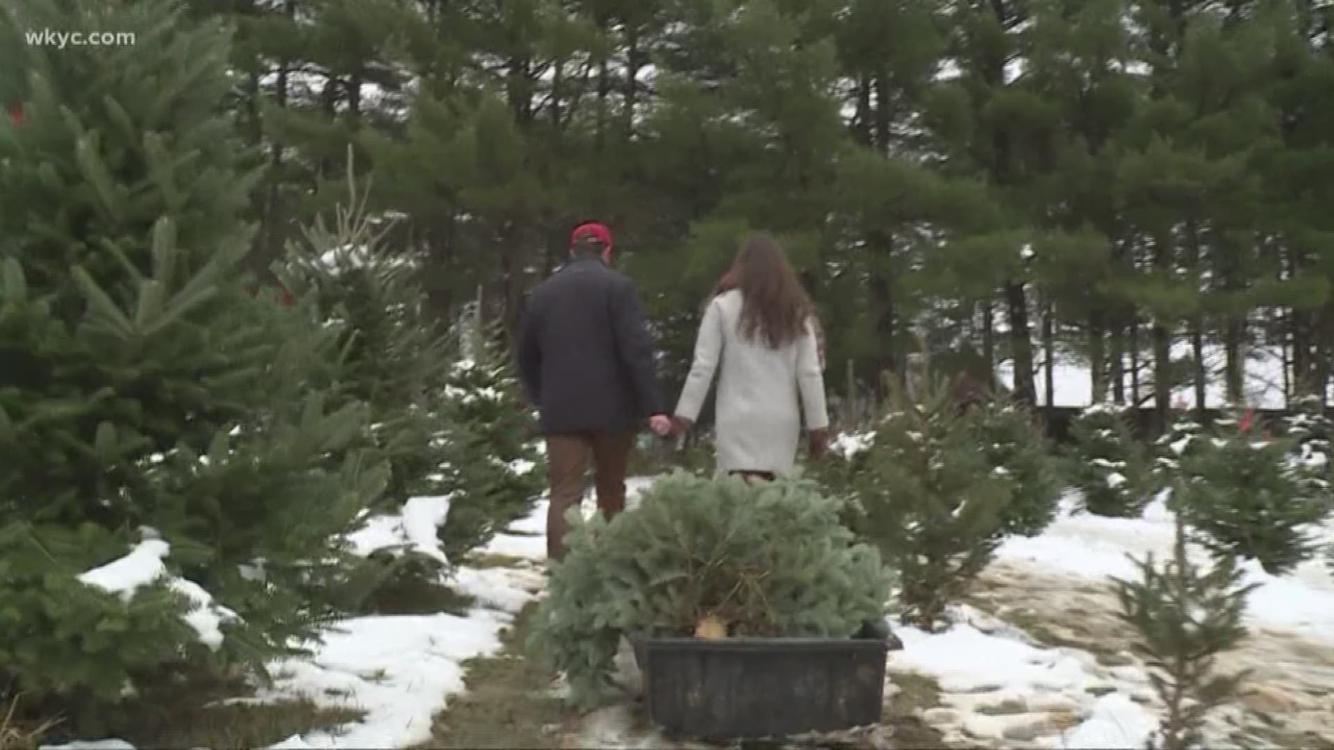 VERIFY: No, there isn't a Christmas tree shortage in Northeast Ohio