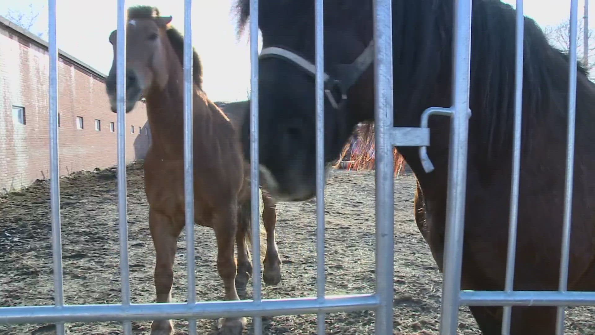 Cleveland police told 3News that the horses escaped during routine care and exercise.
