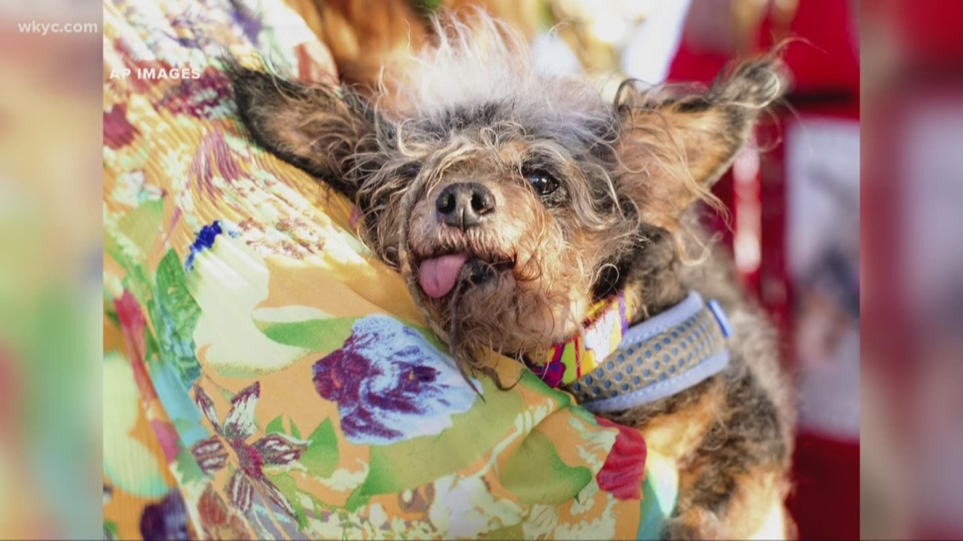 June 24, 2019 (AP): Scamp the Tramp will never win a beauty contest. But he's won an ugly one. The bug-eyed, dreadlocked pooch took top honors Friday night at the 31st annual World's Ugliest Dog Contest. Owner Yvonne Morones of Santa Rosa, California, won an appearance with Scamp on the 'Today' show, $1,500 in cash, another $1,500 to donate to an animal shelter — and a trophy the size of a Rottweiler.