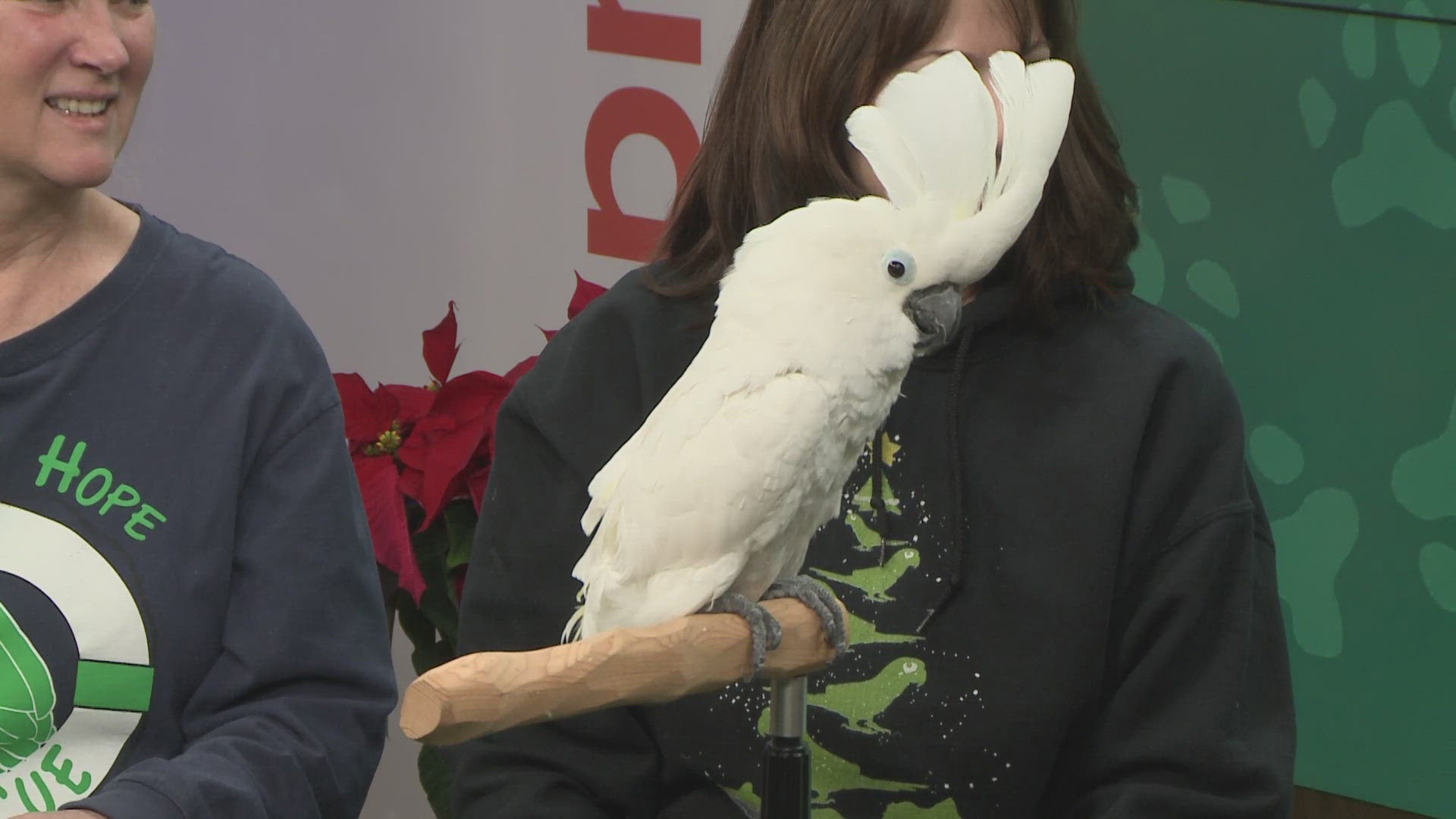 Shelly Lamb and Tammi Kraynak from Parrot Hope Rescue in Mantua join 3News GO! with Zoe, a 23-year-old cockatoo looking for a loving home.