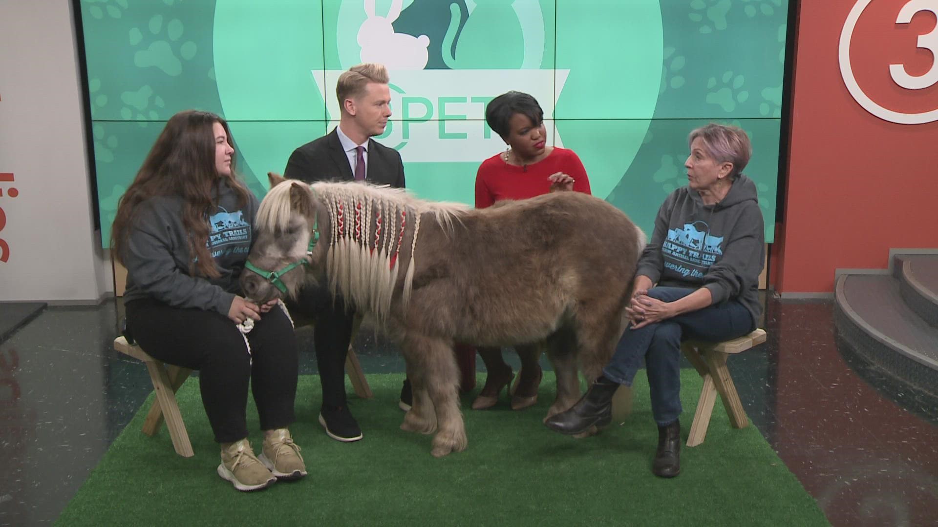 Ready Pet Go! Mouse the horse from Happy Trails Farm Animal Sanctuary  visits 3News 