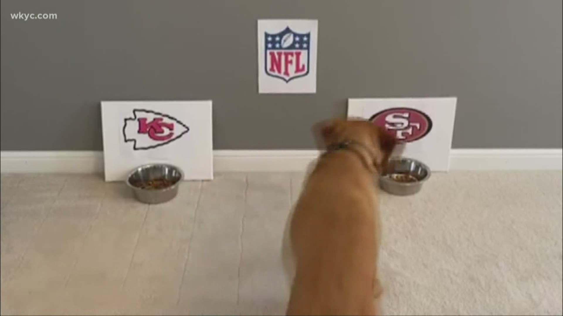She's a 9ers' pup!