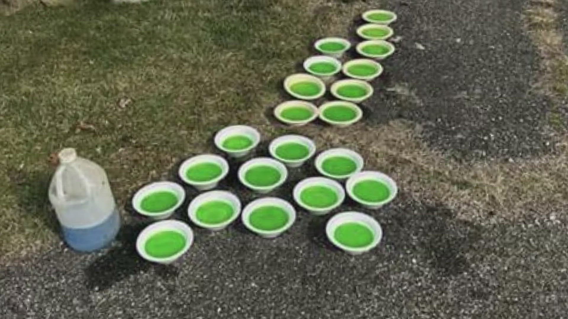 Over 50 bowls of 'antifreeze looking substance' found at Akron mobile home property by a Northeast Ohio animal rescue organization.