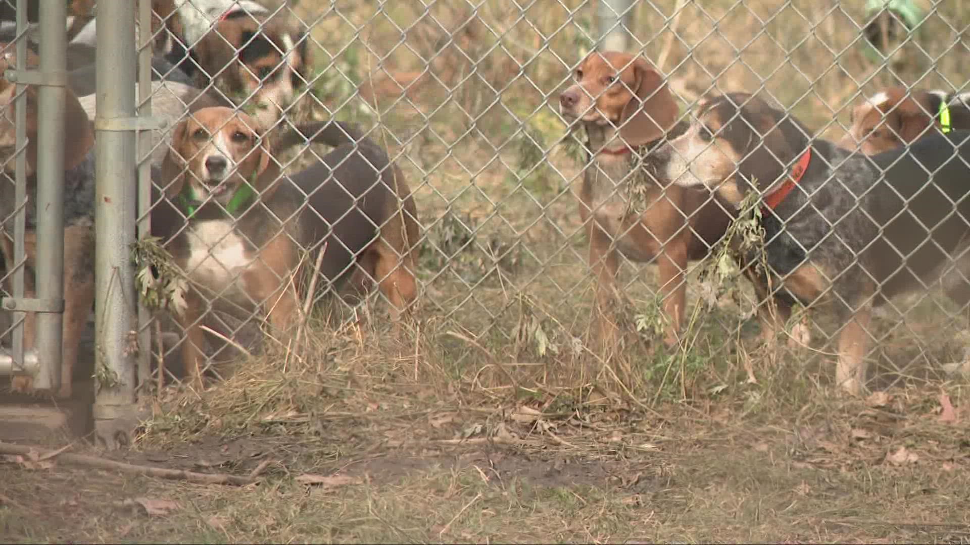 The pups, mostly beagles, were found at a home on Waterbury Road Monday afternoon.