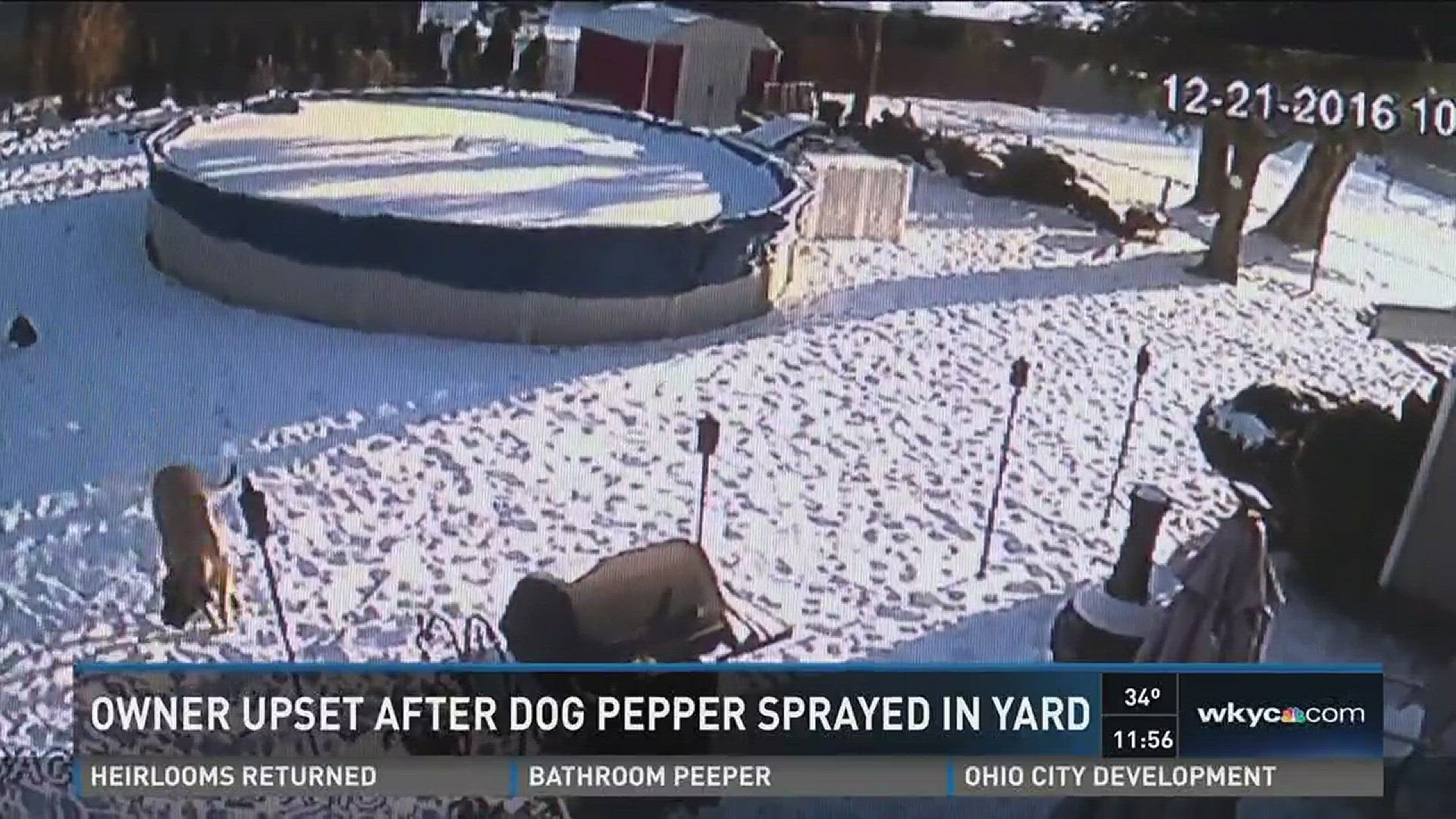 Owner upset after dog pepper sprayed in yard