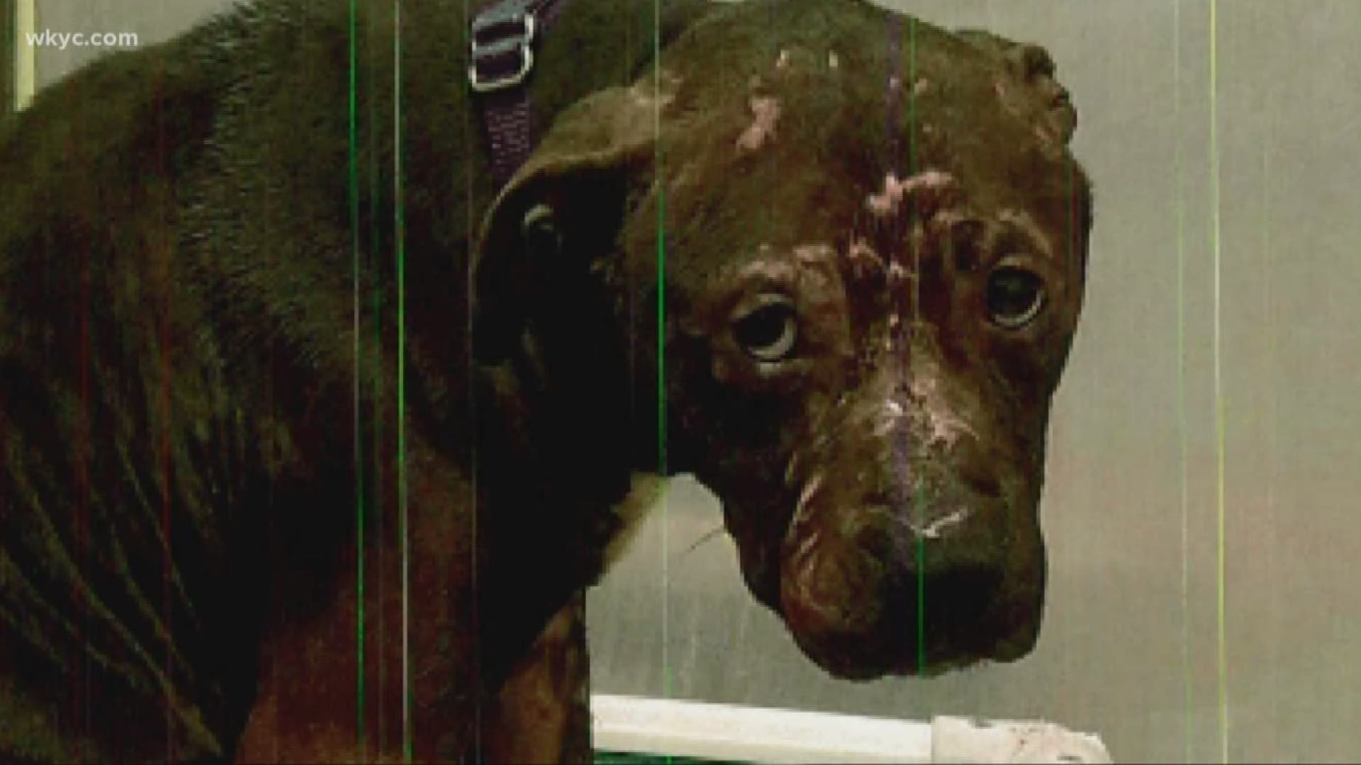 The Investigator: Dog fighting called underground bloodsport