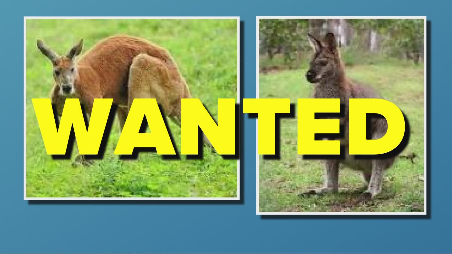 If you see the wallaby, do not chase or corner it.