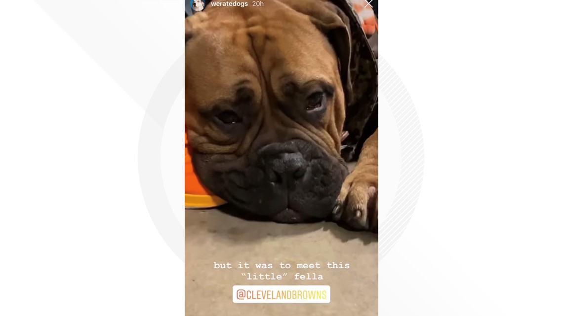 Swagger, the Cleveland Browns bullmastiff mascot, is retiring after  Sunday's game