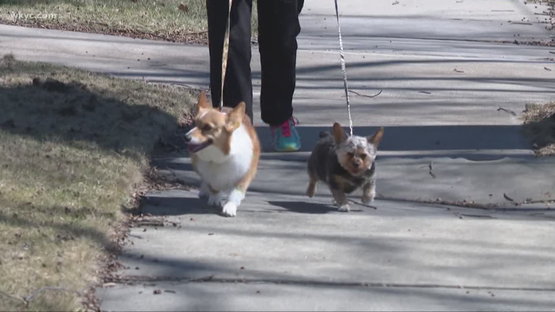 Dog leash laws of discussion in Lakewood