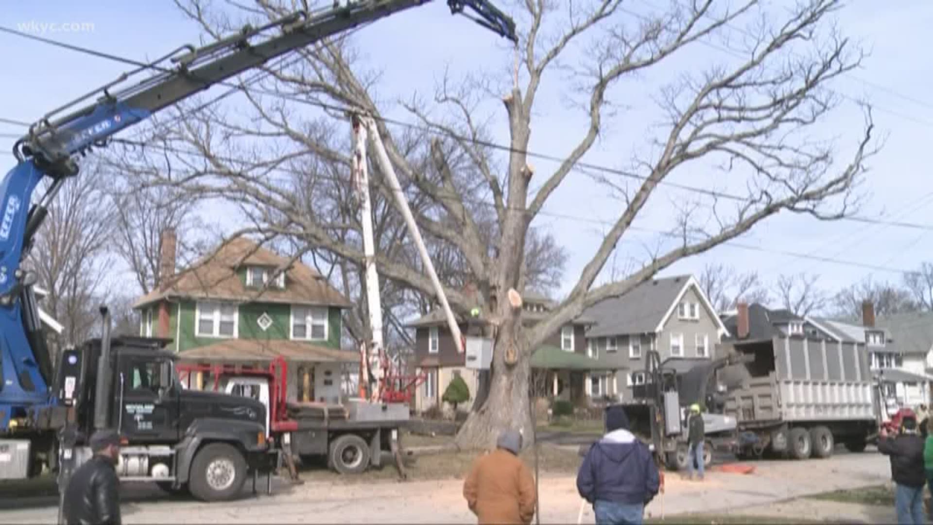 March 22, 2018: After standing for more than 250 years, one of Ohio's oldest trees was cut down today.