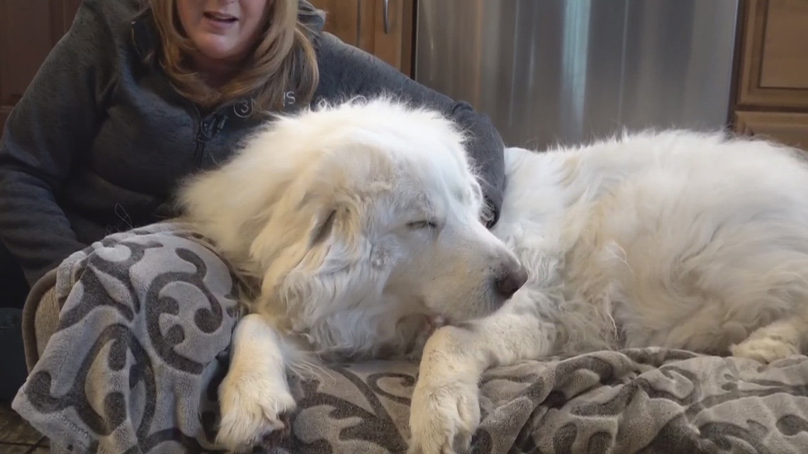 Image showcasing How cold is too cold for your pets? | wkyc.com