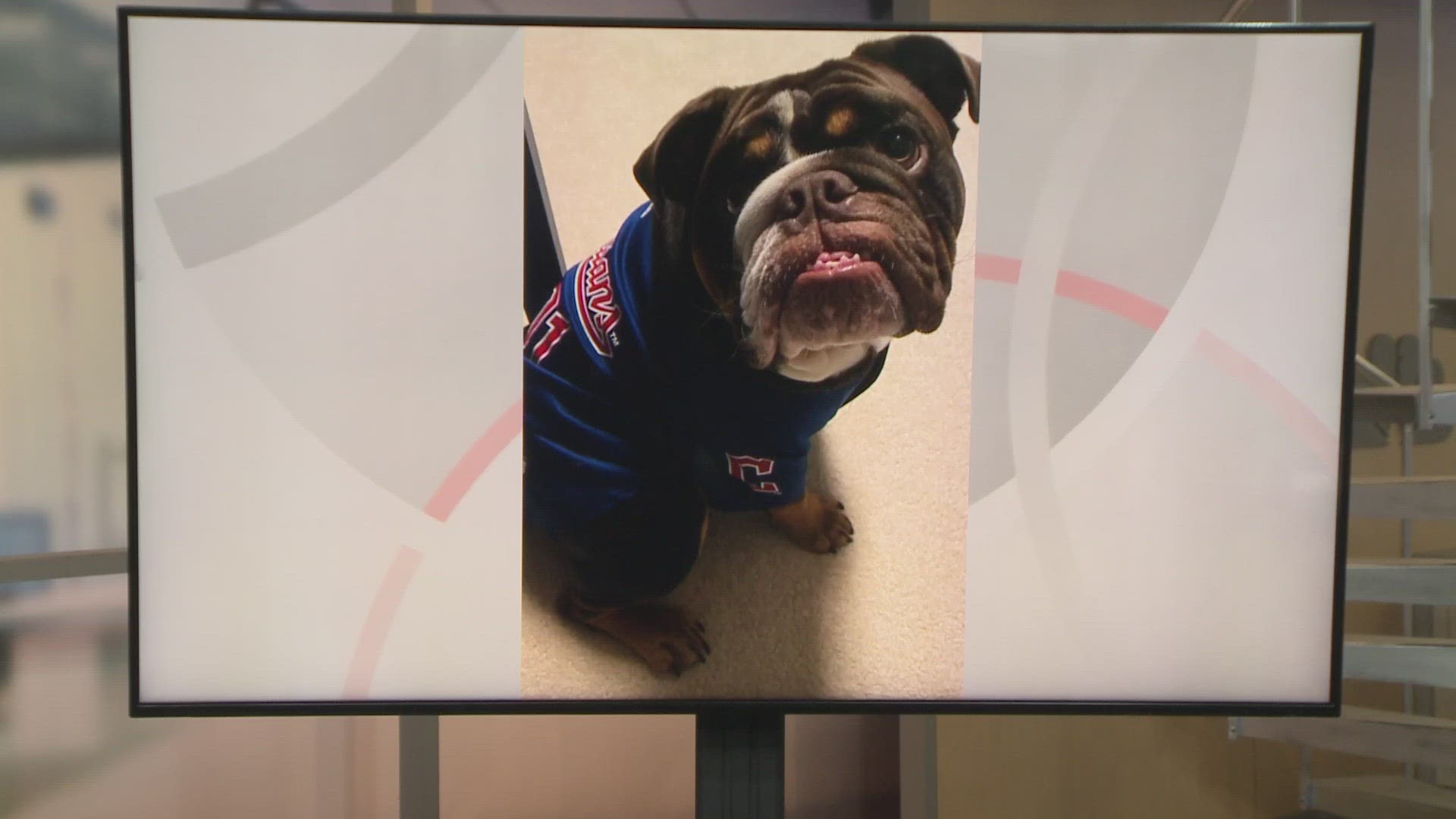 Doggone Weather: Felix