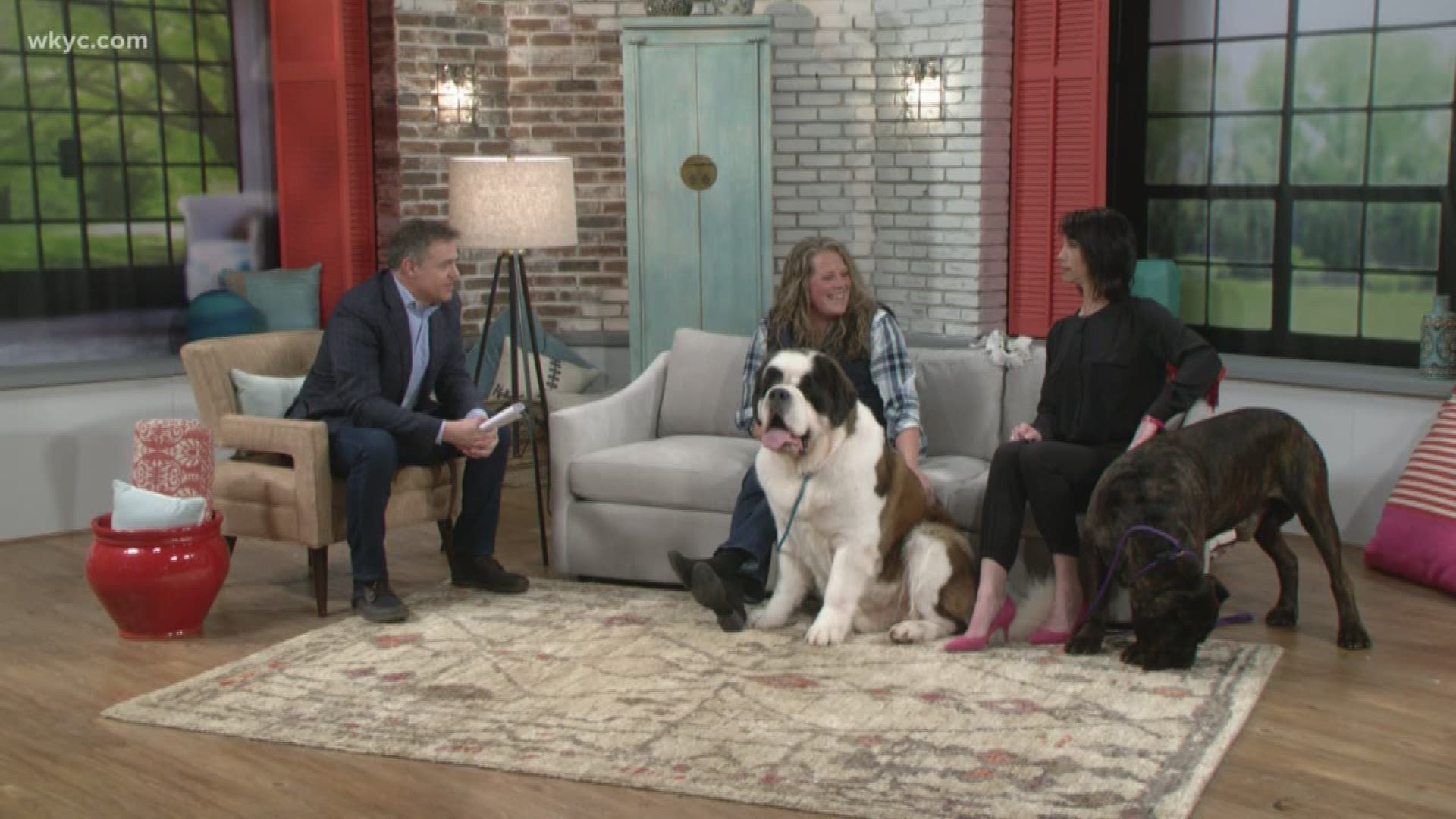 Canton woman had two dogs participate in West Minister Dog show. The dogs and their handler,Sandy visit Jay and Betsy on What's New.