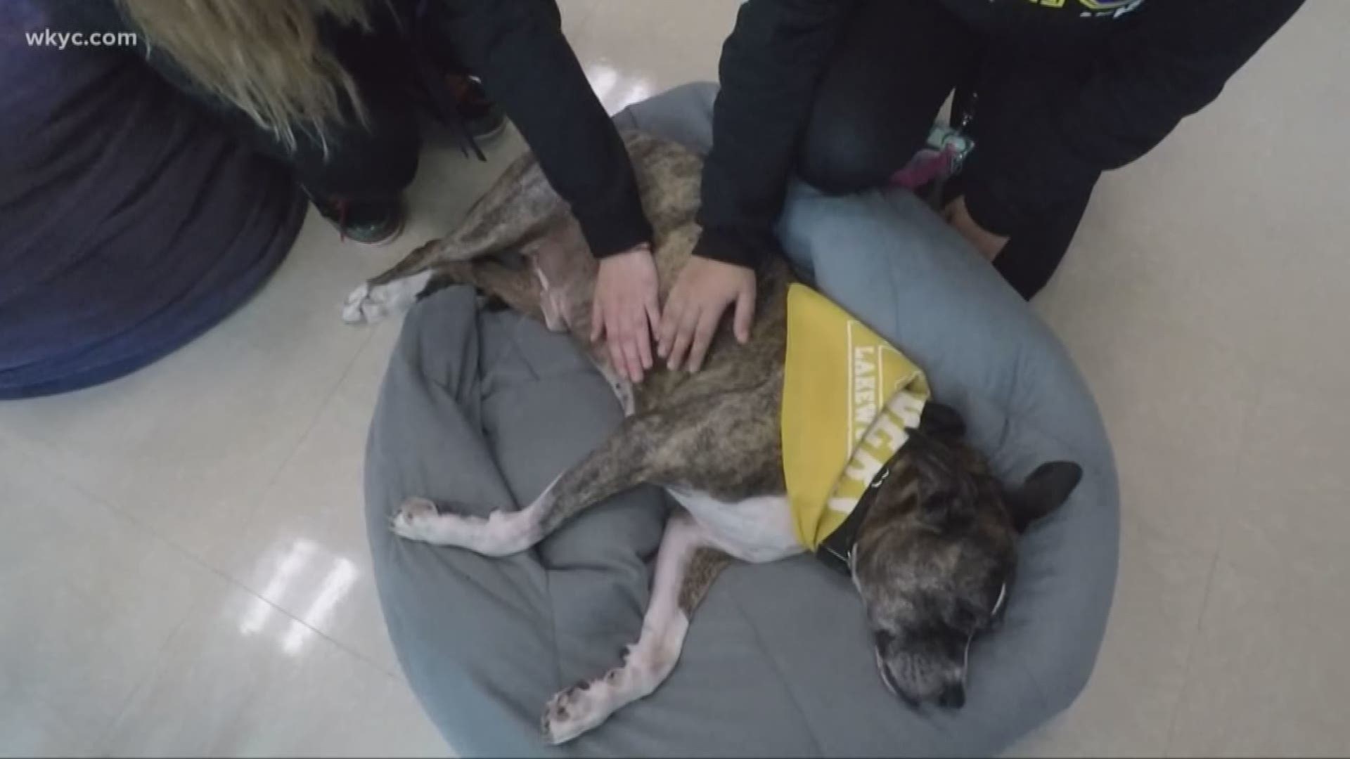 This is Able, a therapy dog that roams the halls of Lakewood High School on a mission to help students every single day.