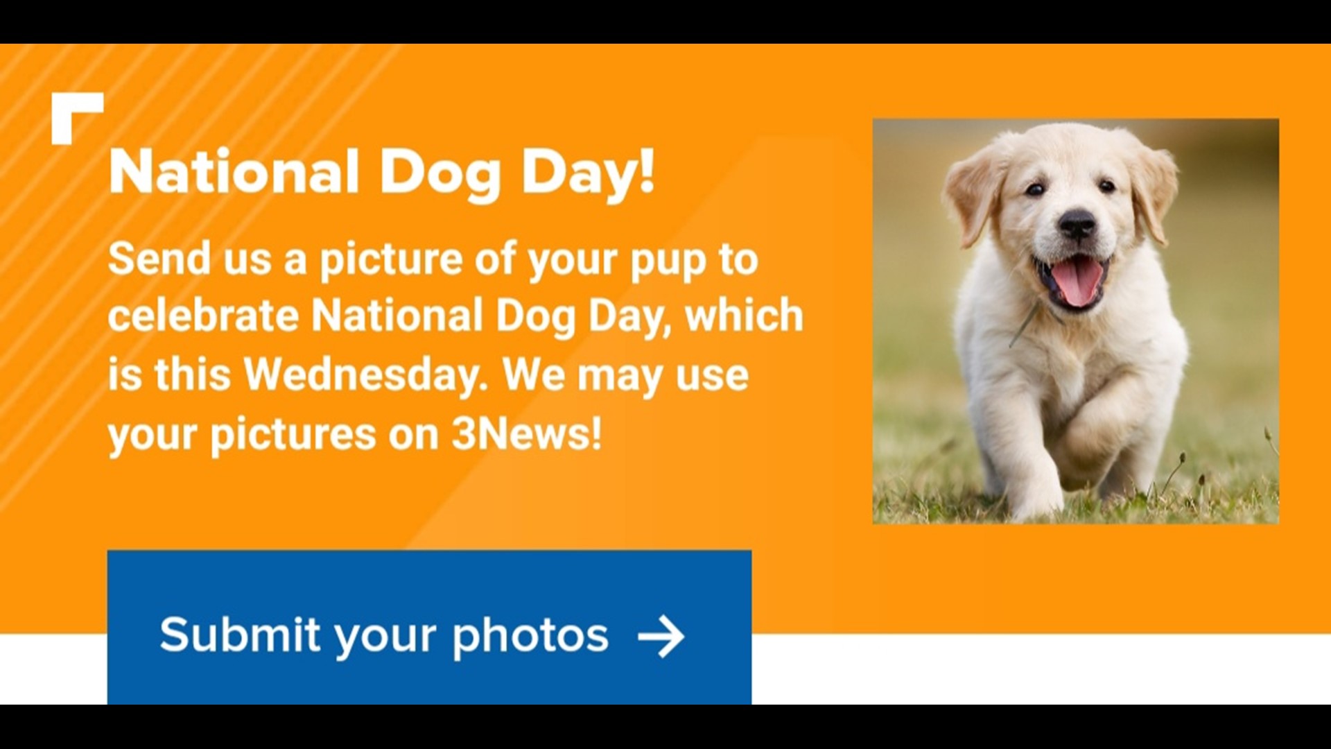 How to celebrate National Dog Day 2020