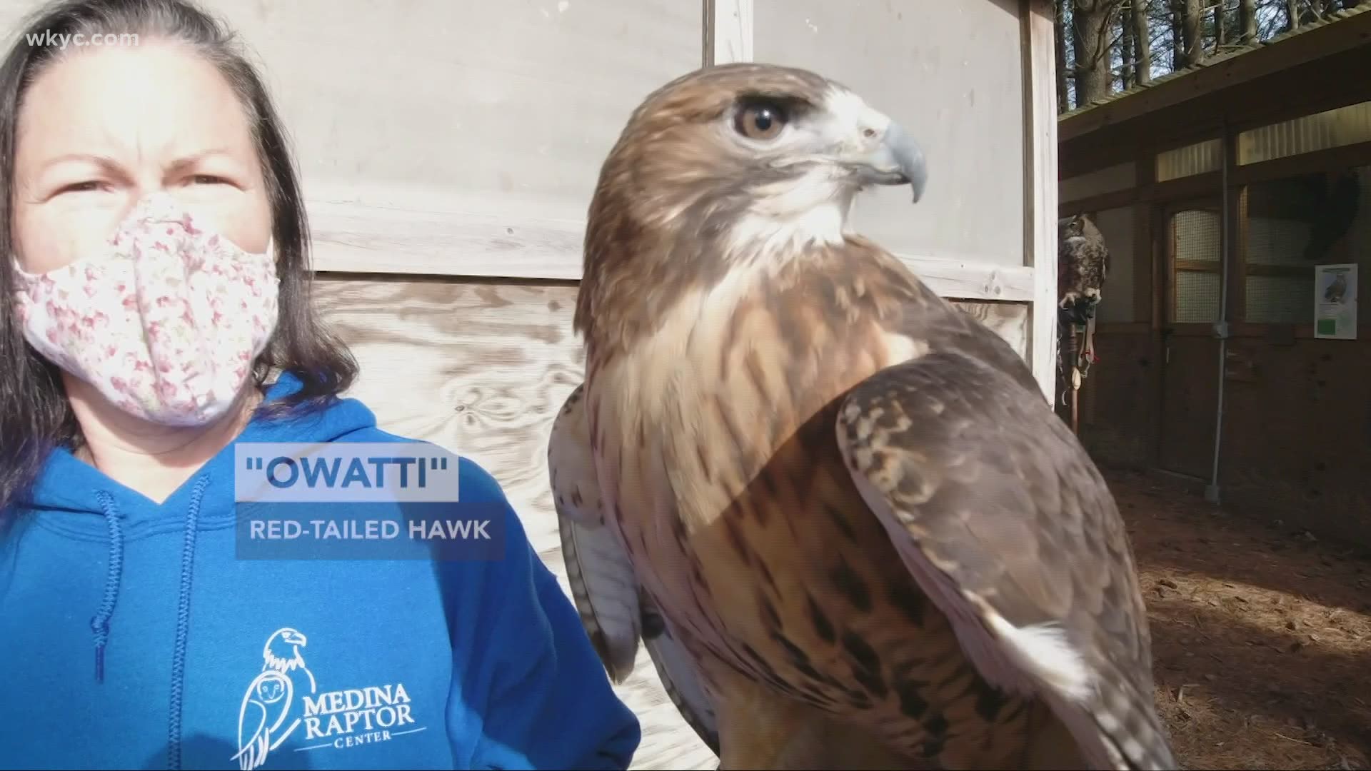 Jan. 22, 2021: Join 3News' Matt Standridge for a behind-the-scenes look at the Medina Raptor Center to see how the team rescues birds of prey in Northeast Ohio.