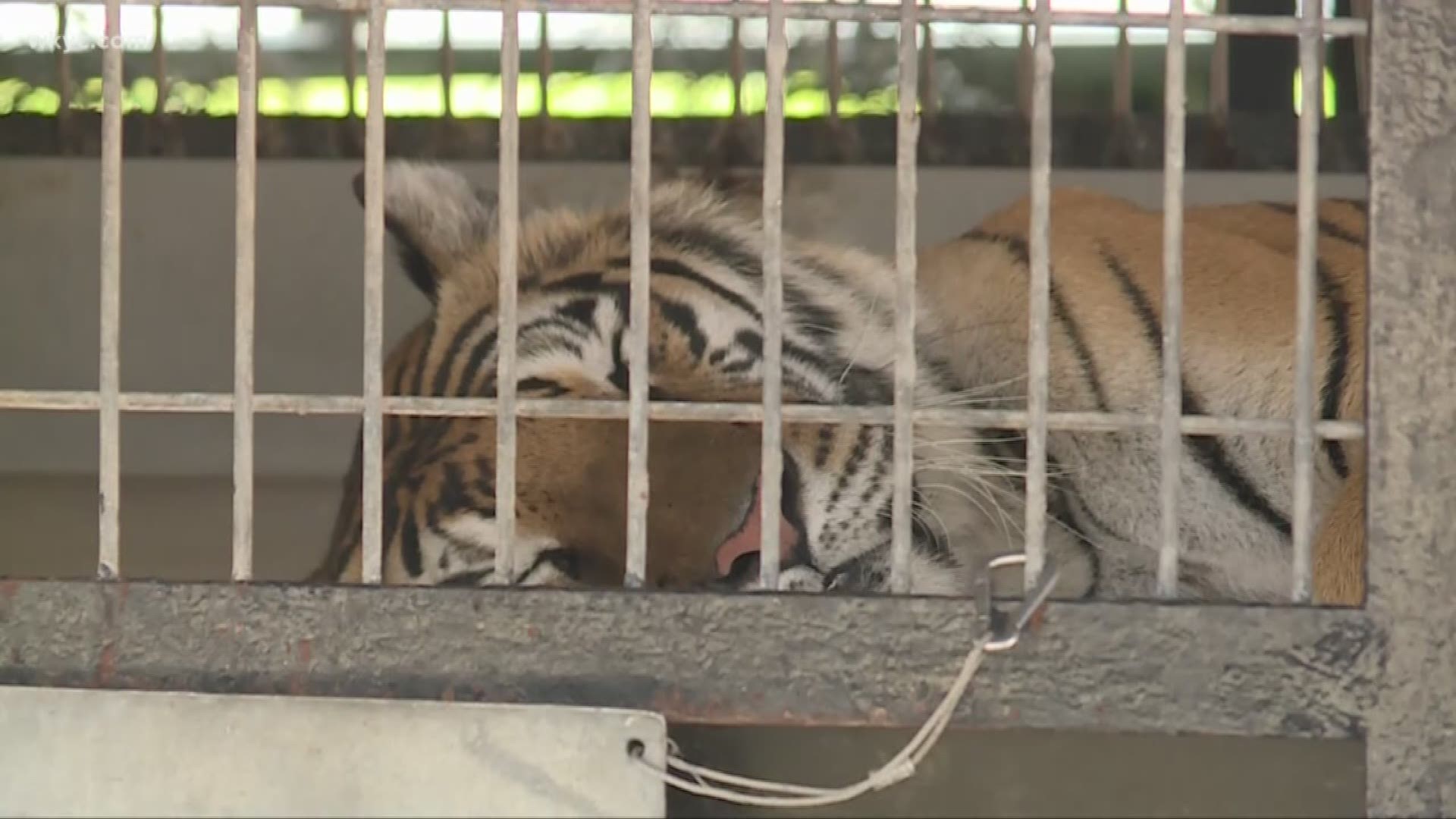 The tiger show was met with criticism when it set up at the county fair last week. Amani Abraham reports.