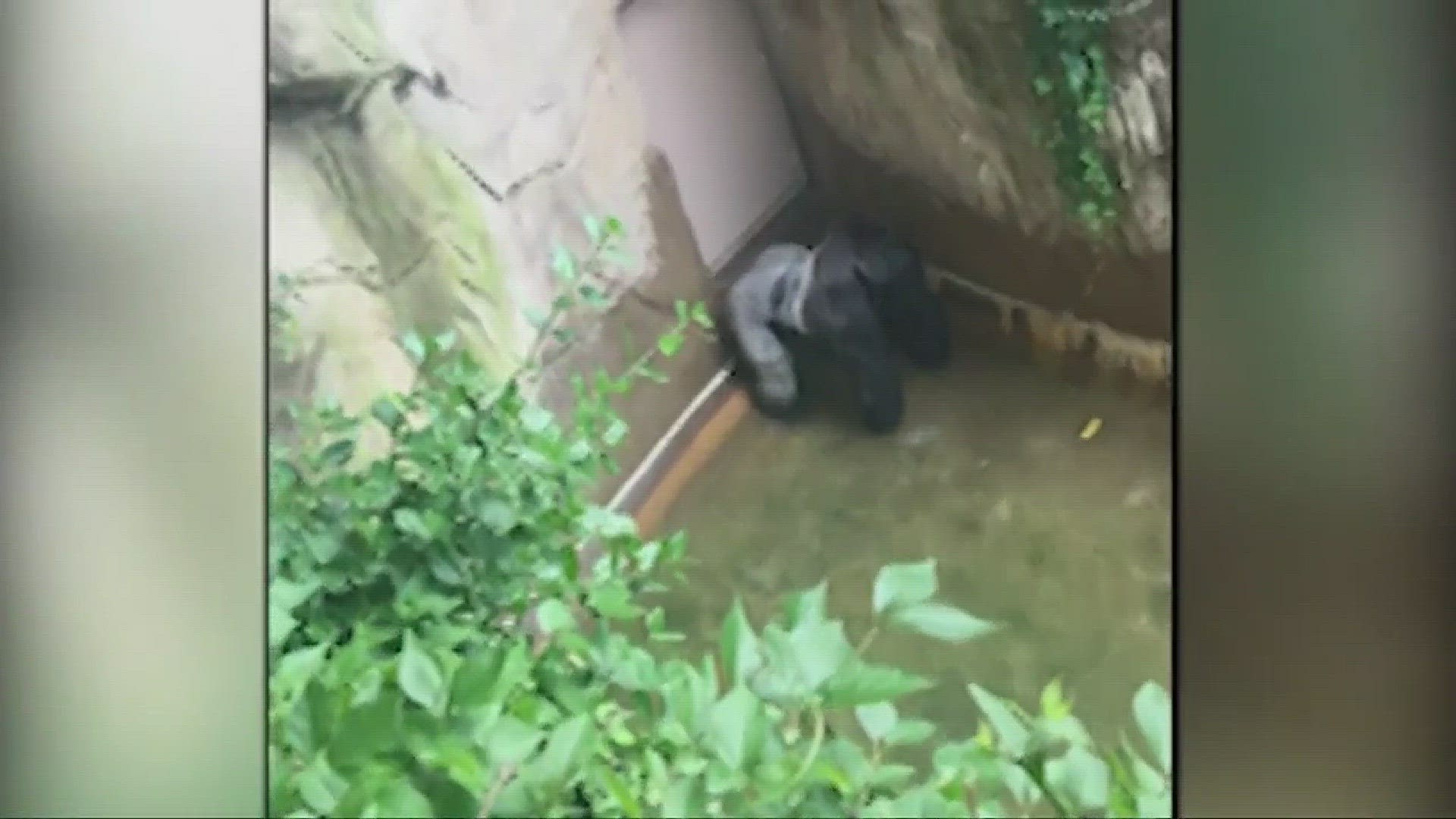 May 28, 2016: Footage from the moment a boy fell into the Cincinnati Zoo's gorilla exhibit.