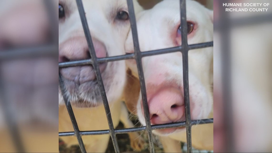 More than 65 dogs removed from Richland County home