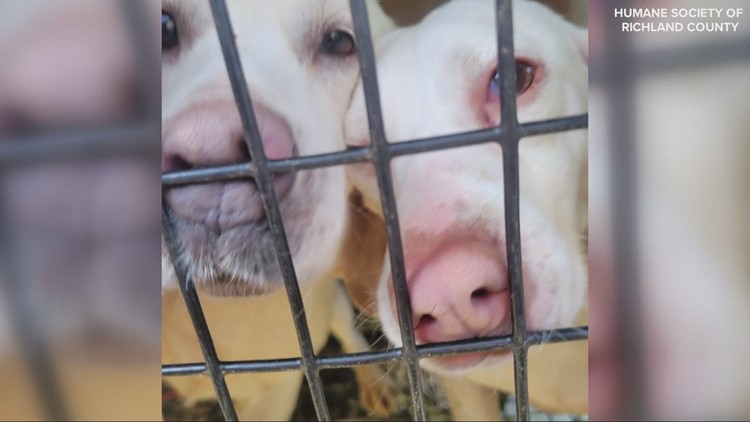 65 dogs, 15 puppies rescued from 'filthy' Richland County home
