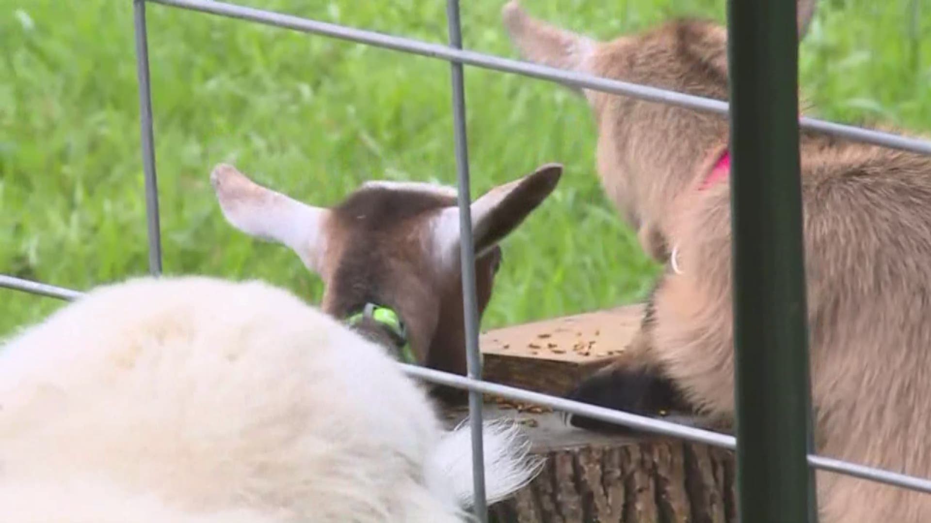 Farmpark Goat Yoga 2