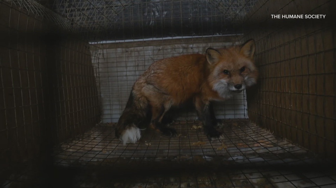 Year after Ashtabula fur farm rescue, animals still recovering as Ohio weighs oversight gaps