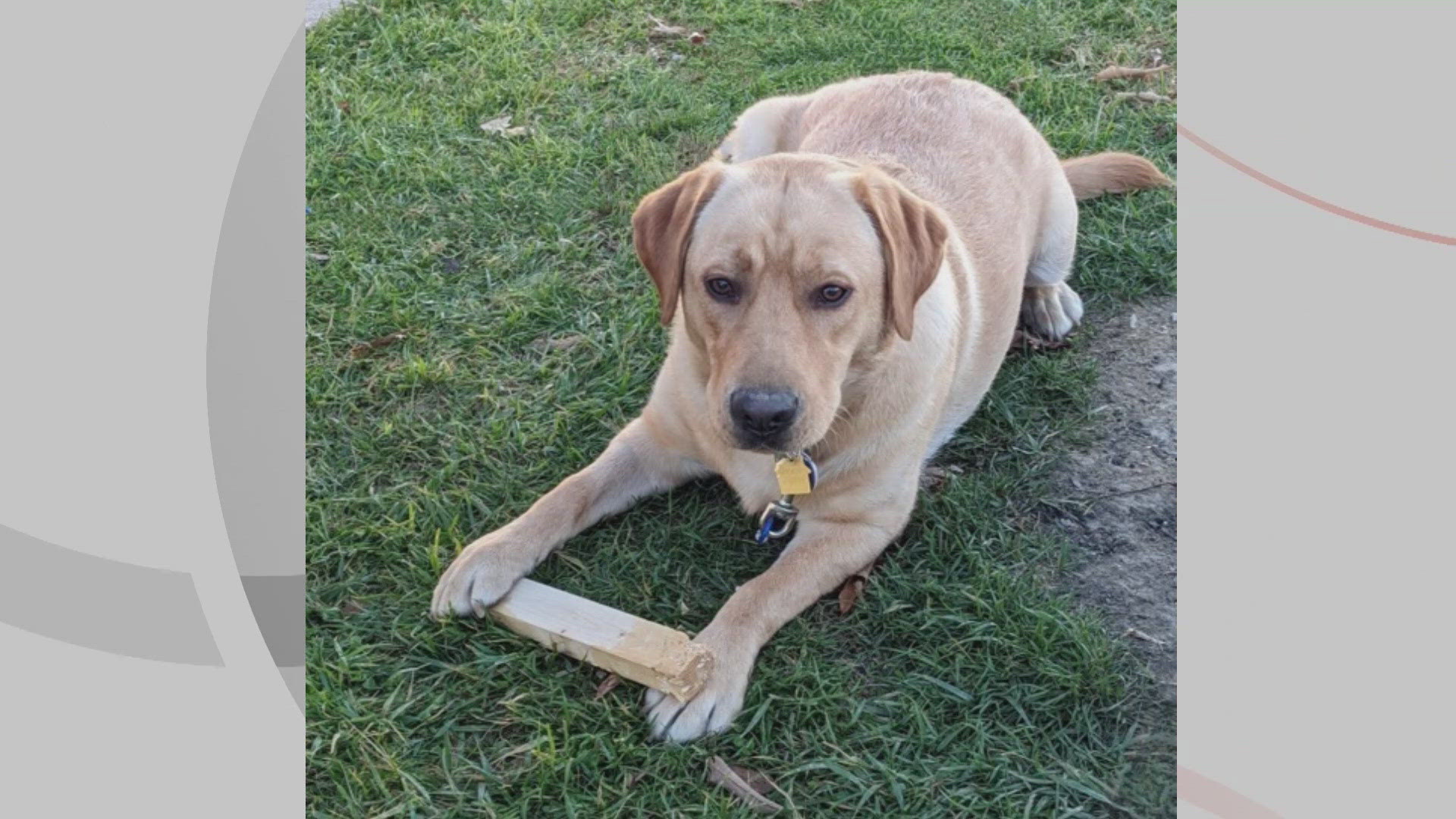 We’re introducing you to Bailey for this edition of Doggone Weather on Thursday, August 1, 2024. Thanks to Bob from Jackson Township for sending in the picture.