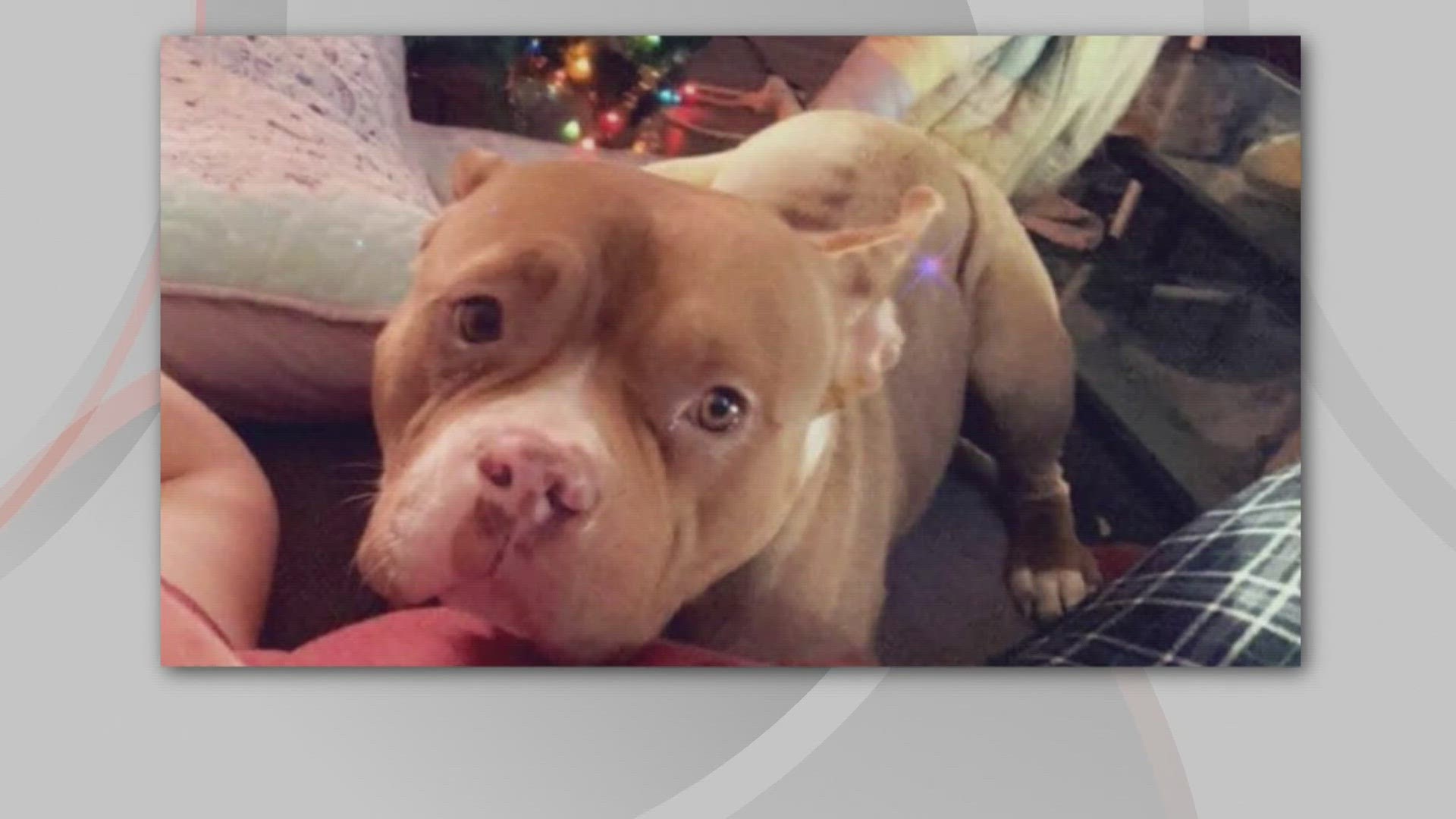 An investigation is underway after an Elyria police officer fatally shot a dog while serving an arrest warrant.