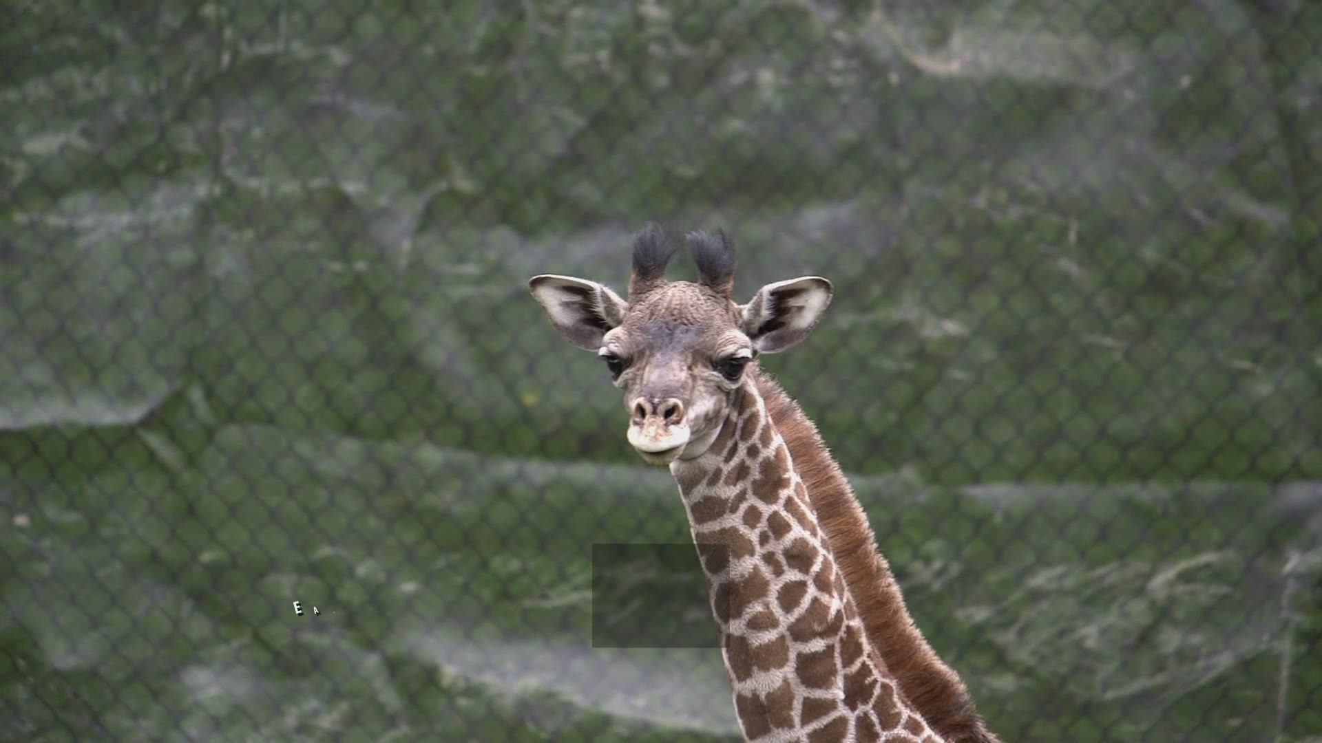June 7, 2019: The newest giraffe born at the Cleveland Zoo on April 15 needs a name – and you can help choose it! Zoo officials announced a naming content in which guests can vote for one of these three options for the baby giraffe: Bomani: Warrior; Kidogo: Little; Mosi: Born first.