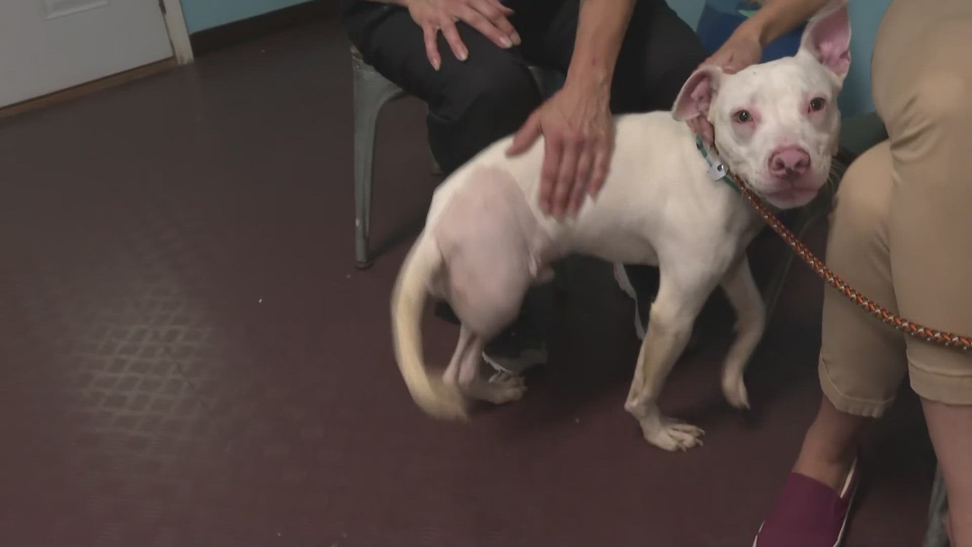 3News' Stephanie Haney visits the Wayne County Dog Shelter in Wooster.