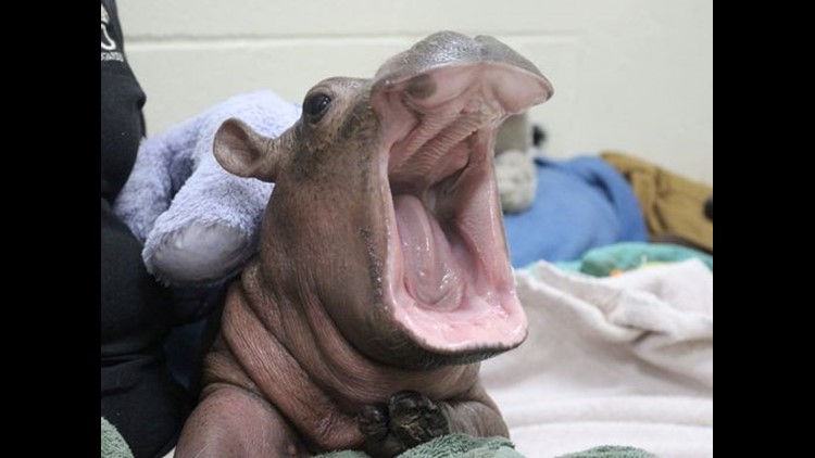 Cincinnati Zoo S Hippo Baby Fiona Is Movin On Up Photos Wkyc Com