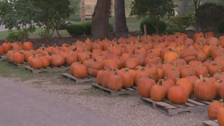 Best pumpkin patches to visit in Northeast Ohio | wkyc.com