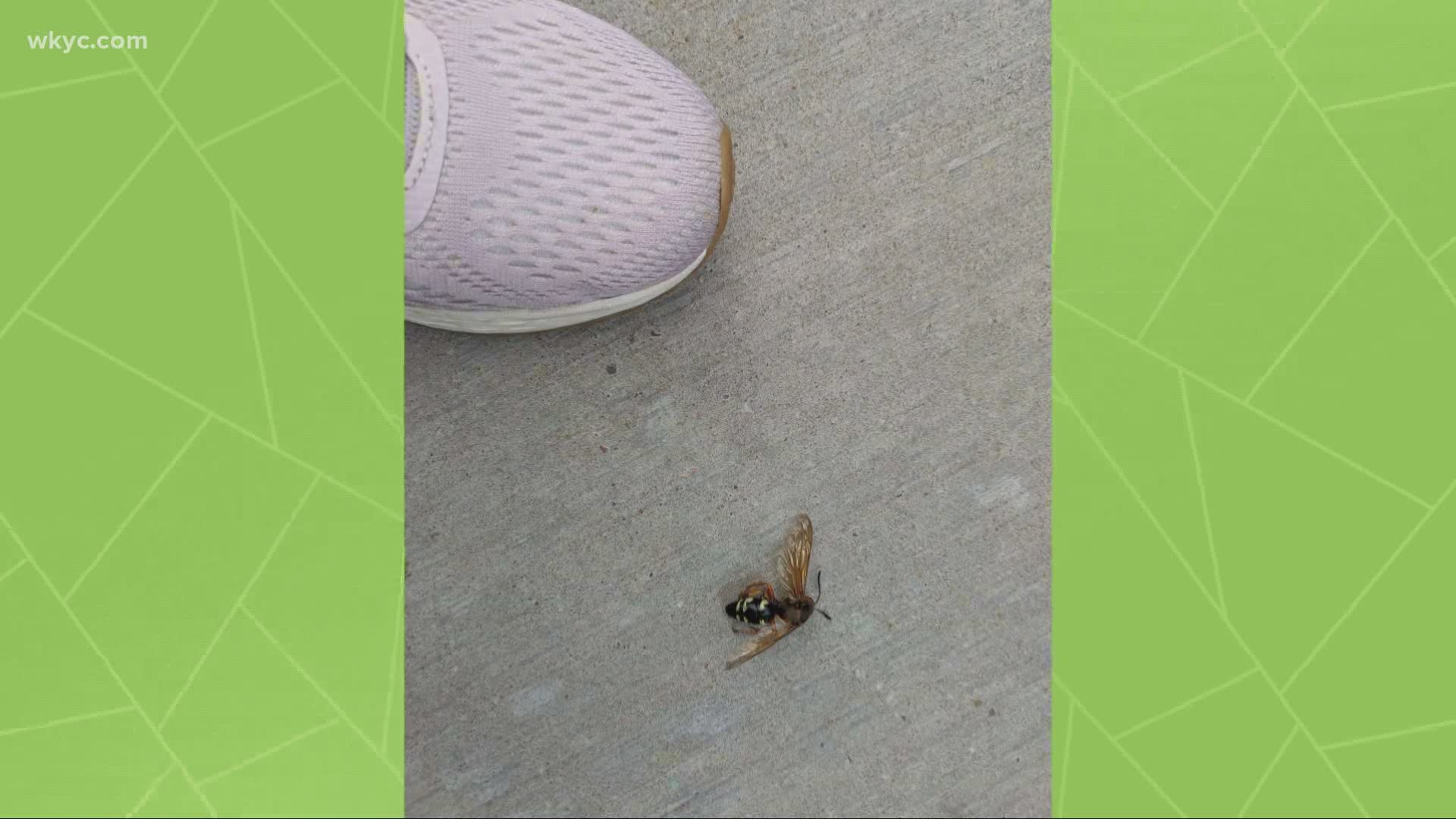 Our Chief was taking a walk and stumbled upon a big bee. She asked an expert to explain the creature.