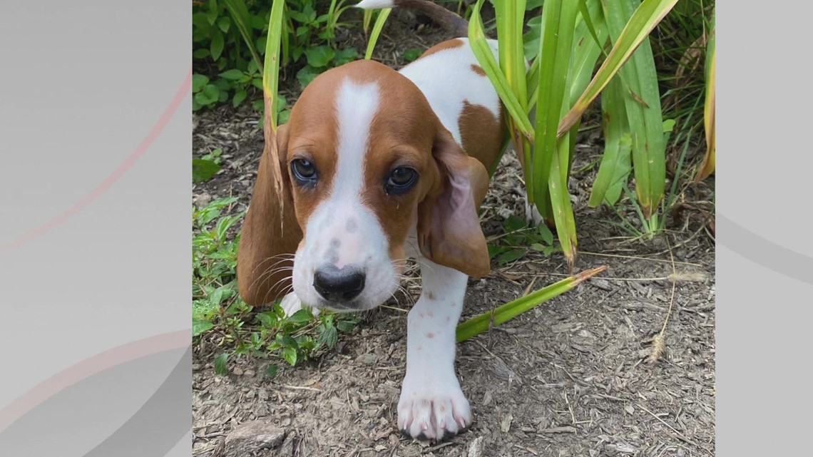 Doggone Weather Lily