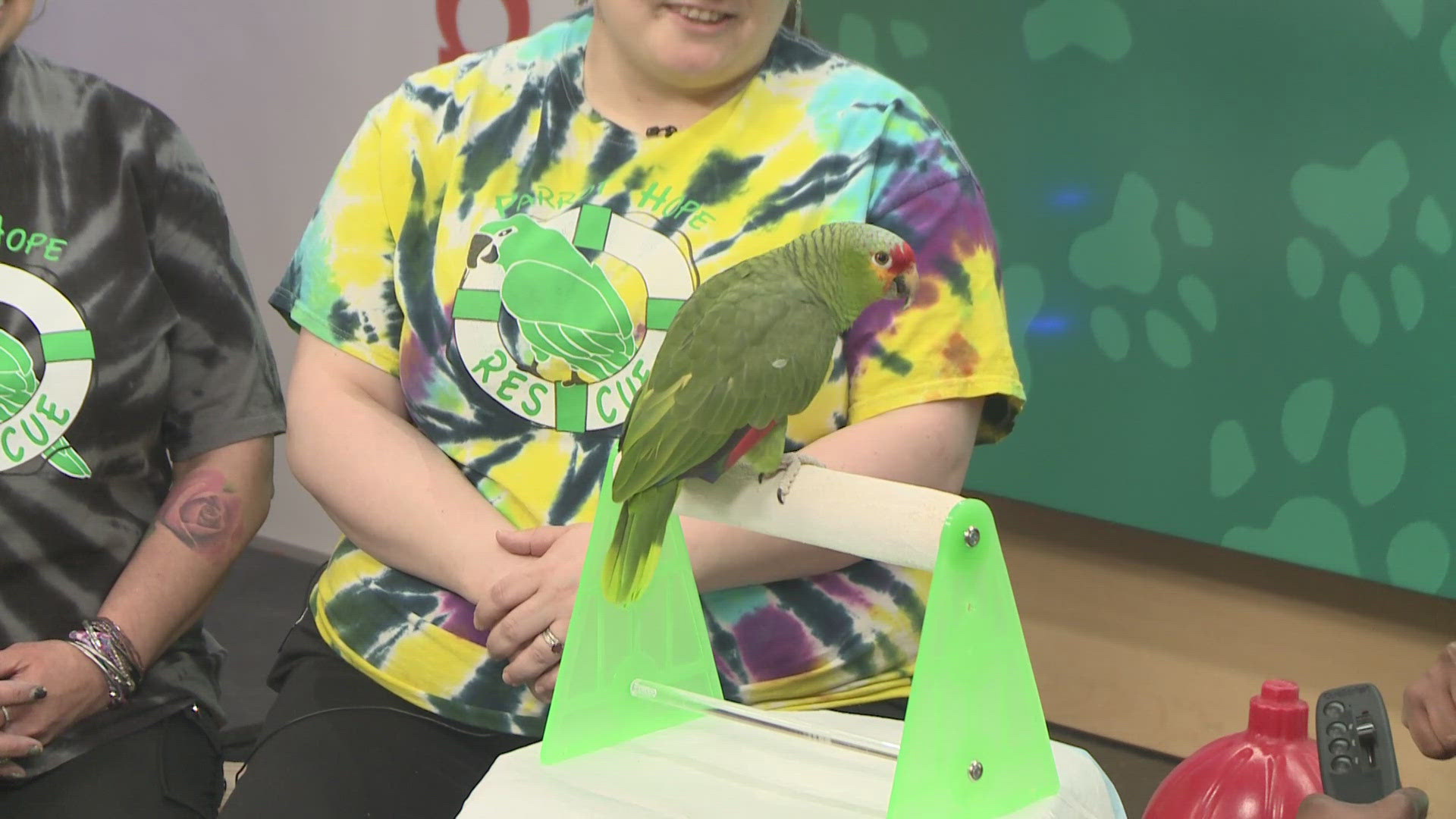 Hope Evans and Grace Clifford from Parrot Hope Rescue in Mantua visit 3News with Pepper, a 19-year-old Red-lored Amazon parrot looking for family to cuddle with. 