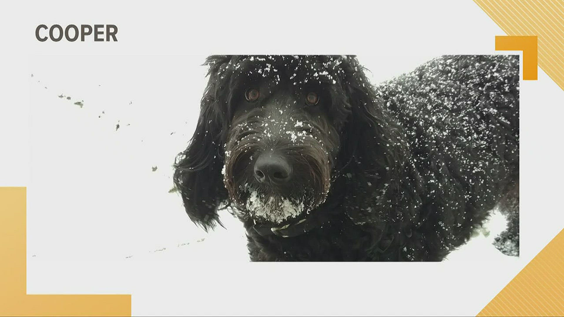 Doggone Weather: Cooper