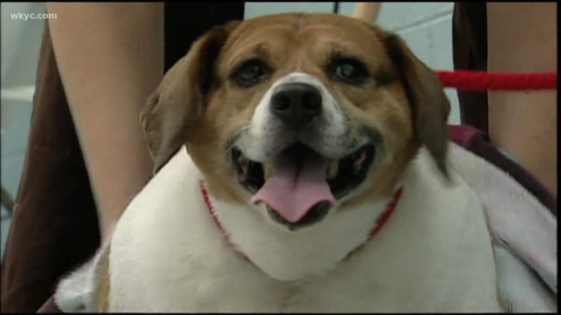Bark Week: Obesity can be deadly for dogs