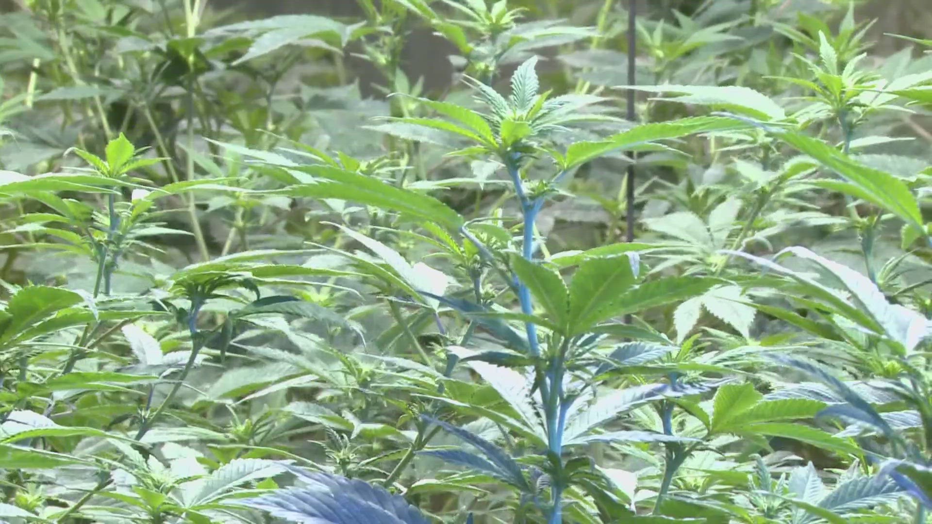 Issue 2, which legalizes recreational marijuana, goes into effect on Thursday. However, members of the General Assembly are still at odds over its implementation.