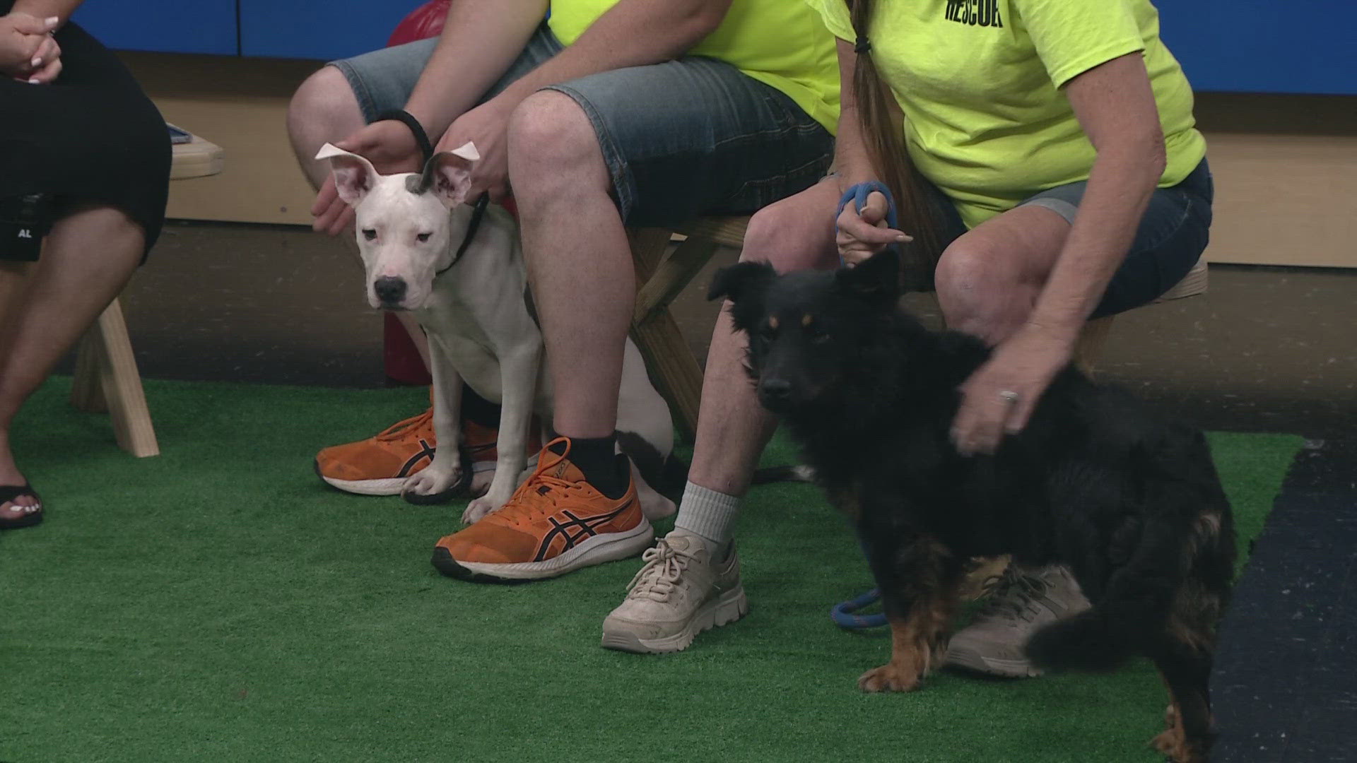 As part of our Clear the Shelters campaign, Jason and Laura from Rubber City Rescue vist 3News with Sophie and Bear, two dogs looking for their forever homes.