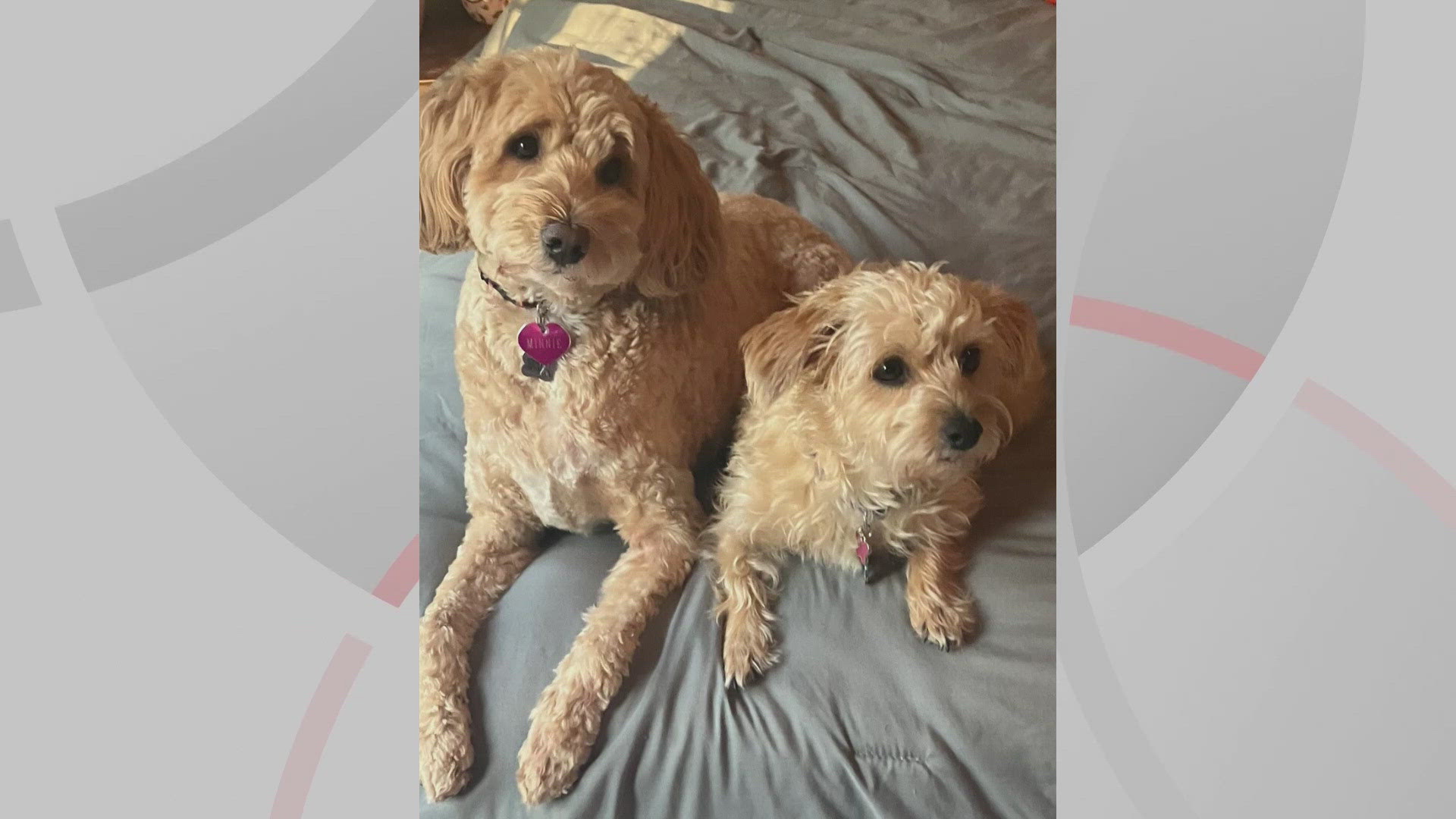 We’re introducing you to Minnie and Violet for this edition of Doggone Weather on Friday, Nov. 15, 2024. Thanks to Kristin for sending in the picture.