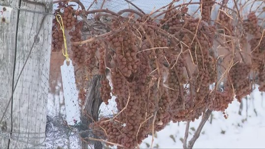 Temperatures have fallen enough to start harvesting that special kind of grape! Jason Frazer reports.