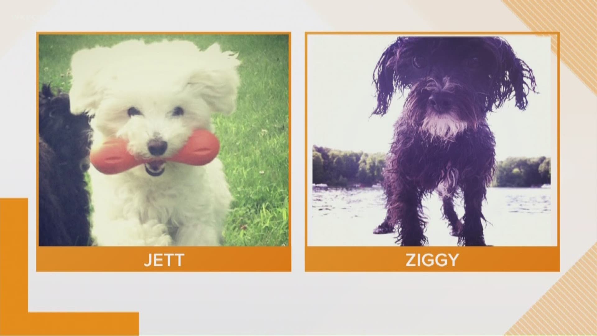 Doggone Weather - Jett and Ziggy