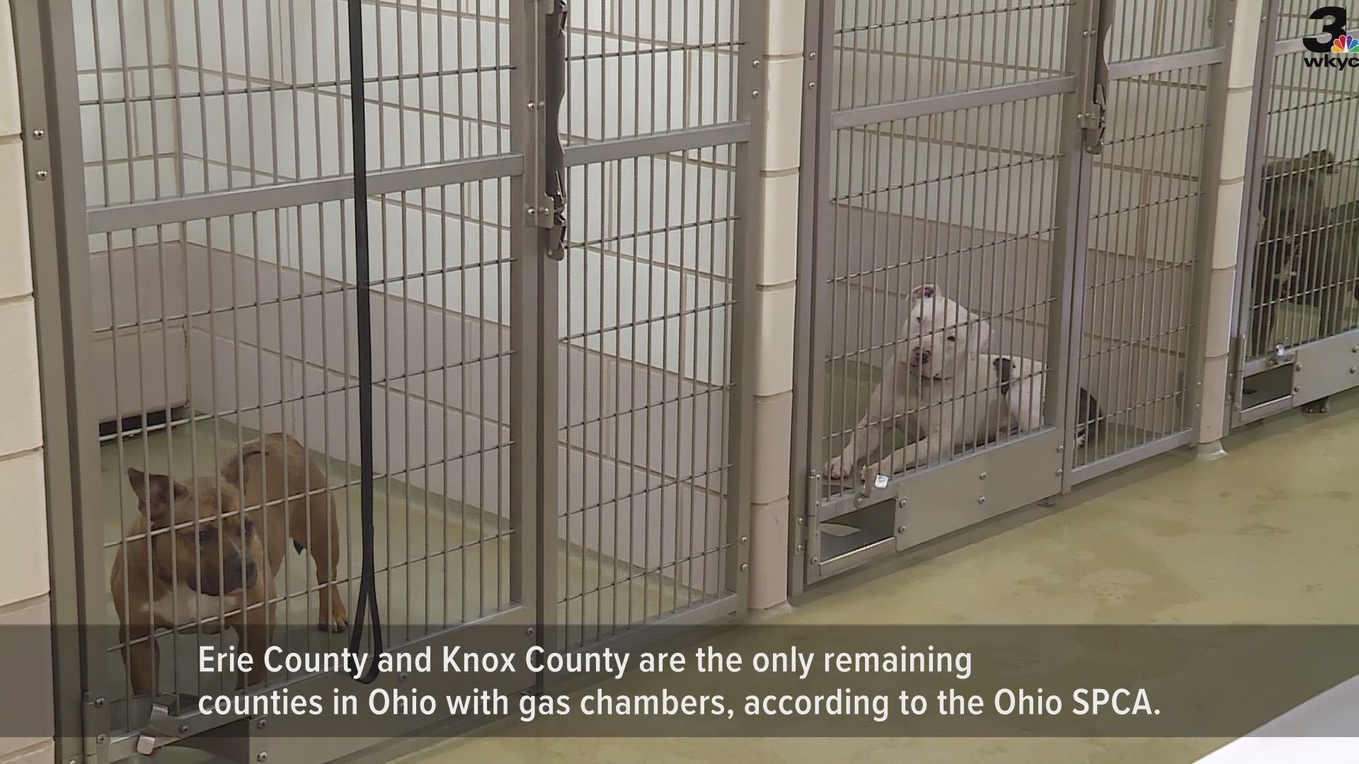 Ohio House--No more gas chambers for pets