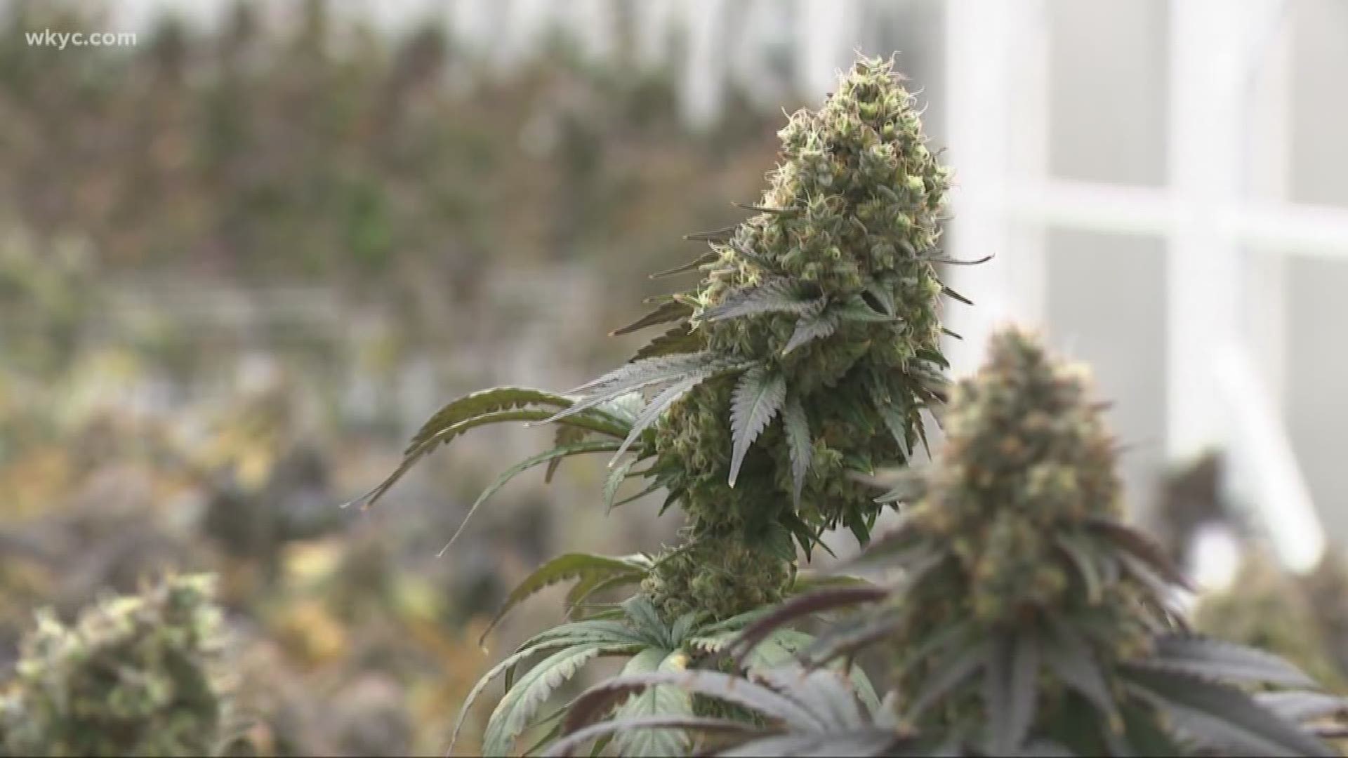 Ohio's attorney general says a new program will help local law enforcement differentiate between legal hemp and illegal marijuana.
