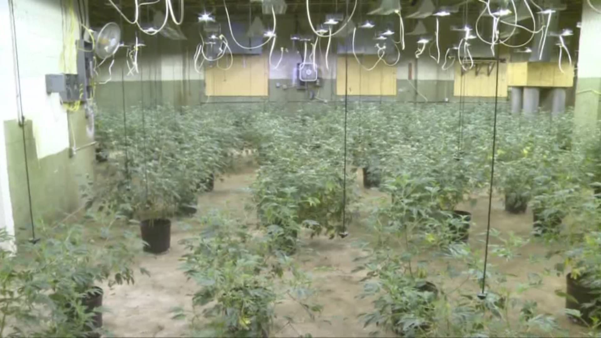 Eastlake company gets OK to begin growing marijuana