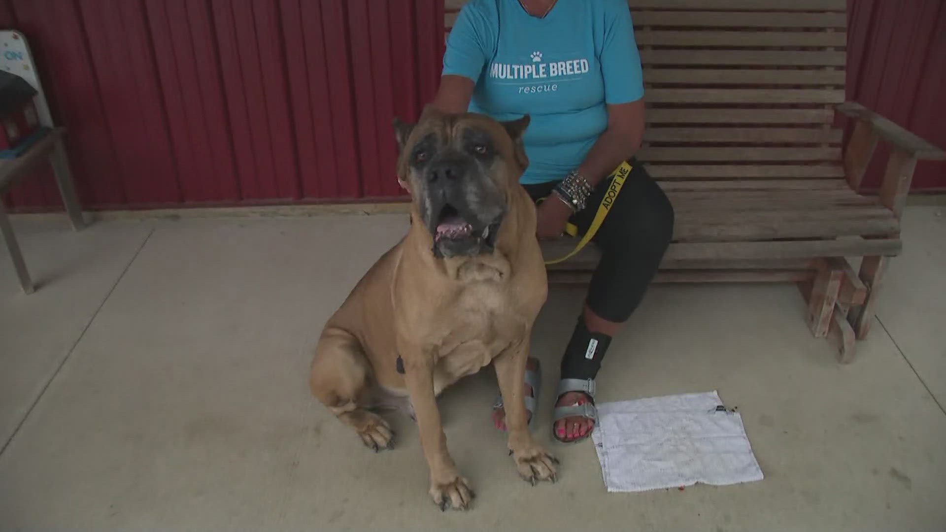 The annual campaign runs from Aug. 10 to Sept. 10. Over 20 shelters in Northeast Ohio are teaming up with WKYC to help pets find a new home.